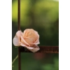Pergola ogrodowa metalowa MAGDA, , LUCK DESIGN Solidna , róże 110 x 240 cm odporna na wiatr